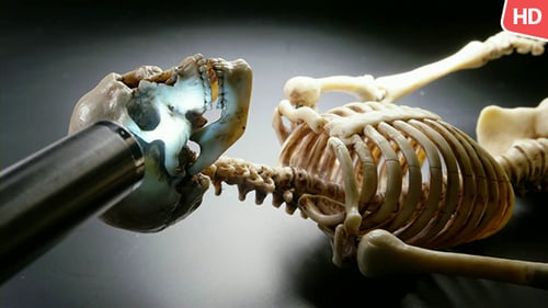 Human Skeleton 0232