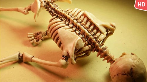 Human Skeleton 0188