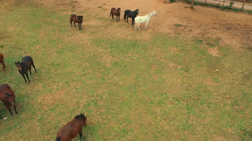 natural habitat of horses