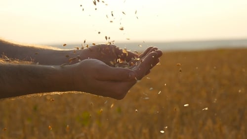 Farmer Hands Releasing Grain at Sunrise