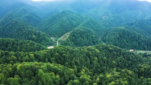 Aerial Drone Landscape Photo of Green Forest Trees Growing