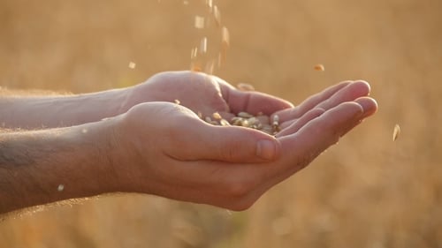 Hands Catching Falling Wheat Grains in Field