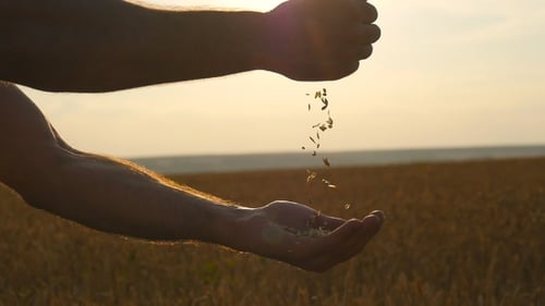 Hands Pouring Harvested Grain in Golden Wheat Field
