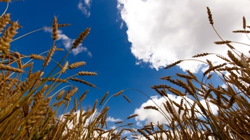 Golden Wheat Field