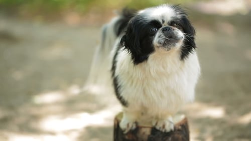Cute Small Dog