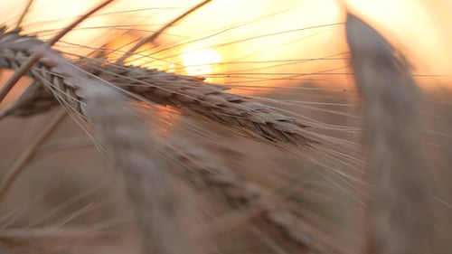Wheat Field at Golden Sunrise