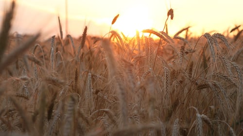 Wheat Field Golden Hour Glow