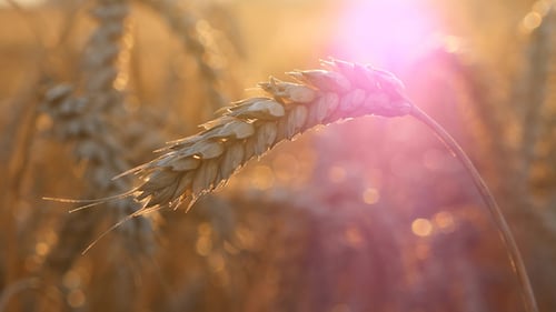 Wheat Field at Golden Hour