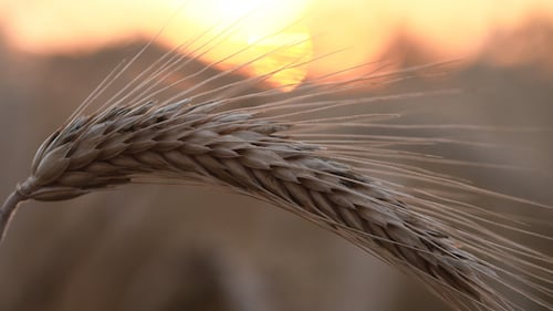 Sunset Wheat