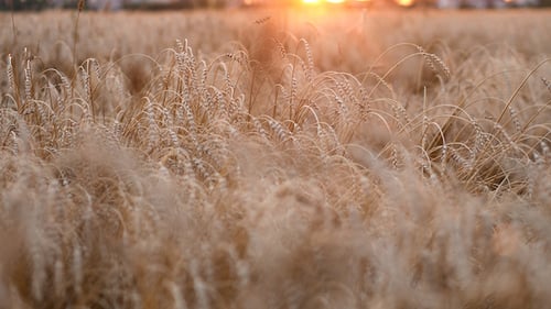 Wheat Field And Wind
