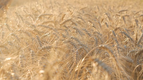 Corn In Field