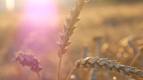 Wheat And Violett Soft