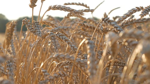 Wheat And Blue Sky