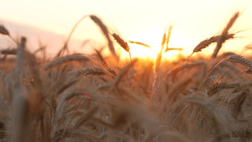 Sunset Wheat