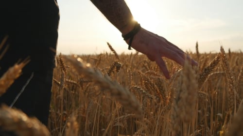 Male Hand Moving Over Wheat Growing On The Field. Young Man Running Through Wheat Field