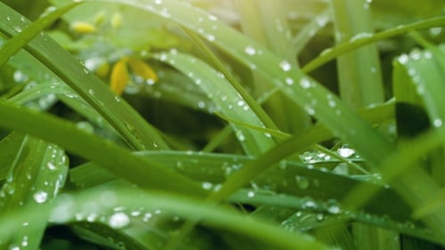 Dew On a Green Leaves
