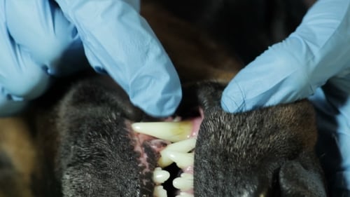 Veterinary Doctor Looking Teeth Doberman Dog 3