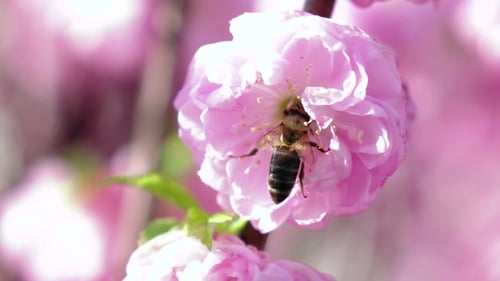 Bee Pollinating Apricot Blossoms In Spring. .