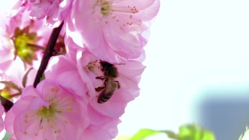 Bee Pollinating Pink Blossoms in Spring