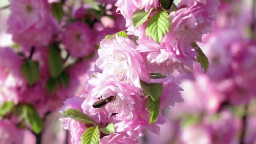 Bee Gathering Pollen from Vibrant Pink Spring Blossoms