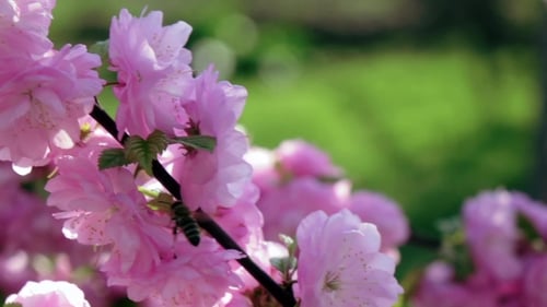 Bees Collects Nectar On a Blossoming Apricot Branch