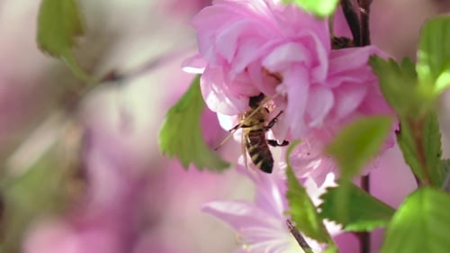 Bee Collects Pollen From Pink Flower Blossom