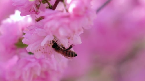Blooming Apricot Tree In Spring Honey Bees Pollinating. .