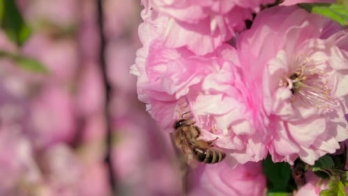 Flowering Apricot Tree Buds In Spring. .