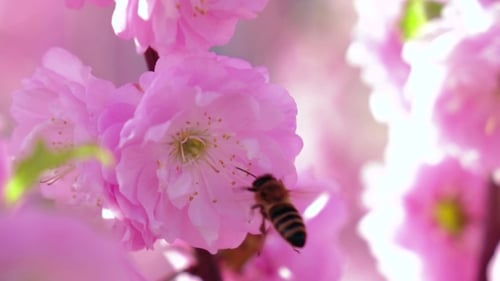 Apricot Orchard. Apricot Flowers Blooming In Springtime