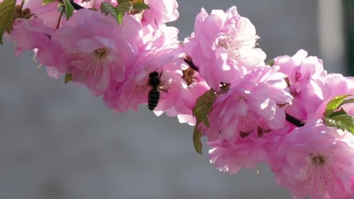 Bee Gathering Pollen From Pink Cherry Blossoms