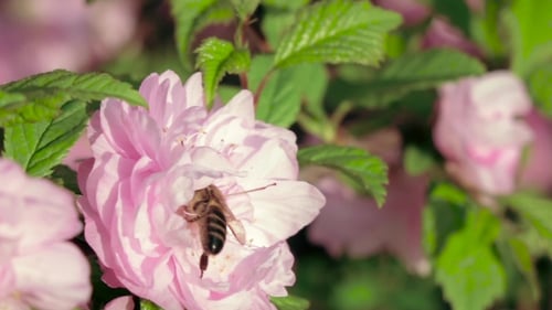Bee Working On Blossom Tree In a Garden. .
