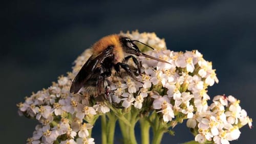 Bumblebee recolecta néctar