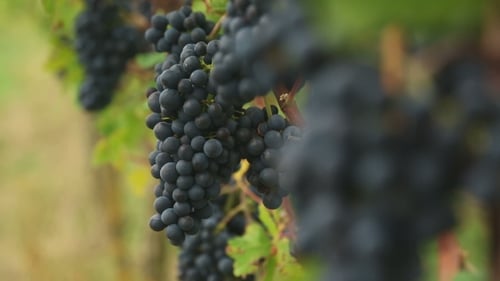 Rote Weintrauben
