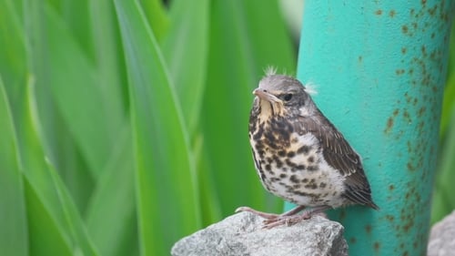 Juvenile Song Thrush Perched on Rock in Nature