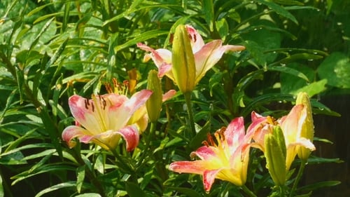 Gelb-rosa Lilienblume unter Regen