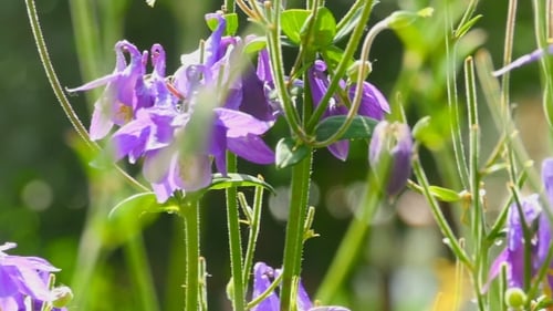 Bourdon sur la fleur d'Aquilegia