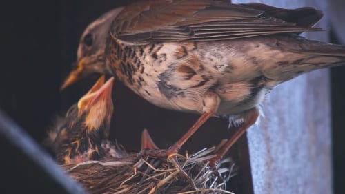 Baby Birds Waiting to be Fed in Nest