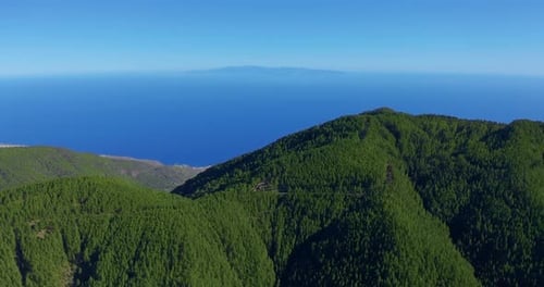Aerial View Dense Pine Tree Forest on Tenerife with a Glimpse of Distant Coastal City