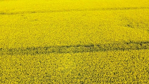 Aerial View Of Rapseed Field