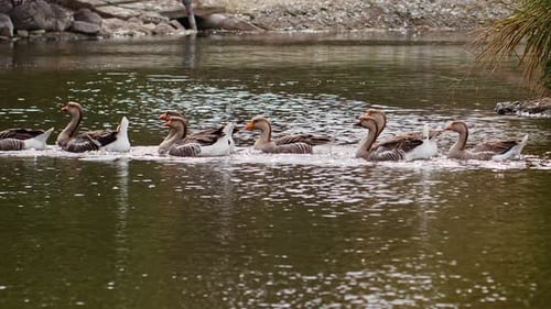 Greylag Goose In Nature 6