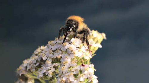 Bumble Bee Goes on Flower