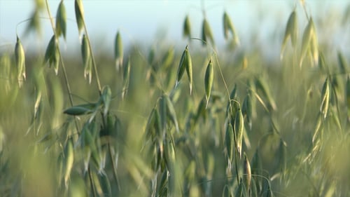Oats