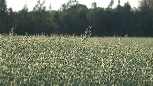 Green Crops Swaying in the Breeze