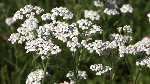 Herbal Medicine - Yarrow