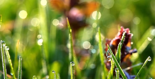 Fresh Green Grass With Dew Drops