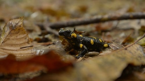 Black and Yellow Salamander Standing Among Brown Leaves