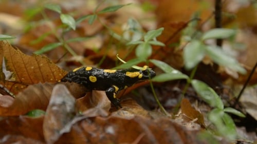 Fire Salamander Walking Through Forest Leaves