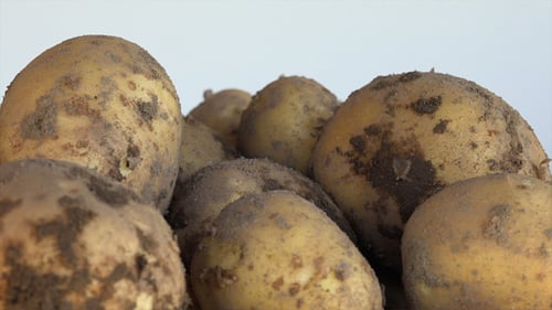 Freshly Dug Potatoes Still Covered in Dirt