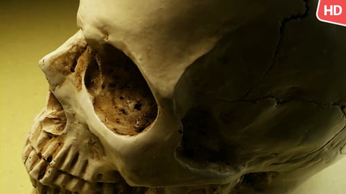 Human Skull 0107