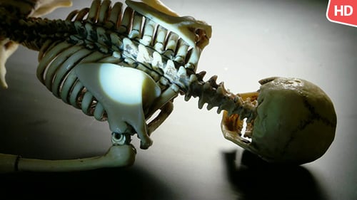 Human Skeleton 0234